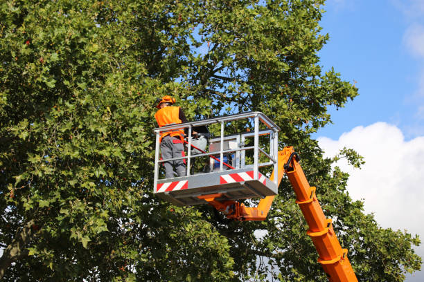 How Our Tree Care Process Works  in Trinity, NC